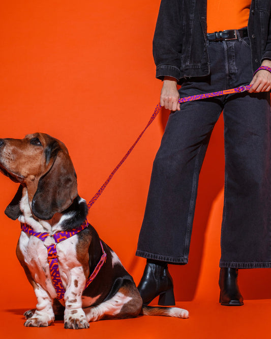 Hot Doggies Classic leash in purple and orange, eco-friendly soft woven polyester, 150cm with padded handle, designed for style and durability, made in the EU.