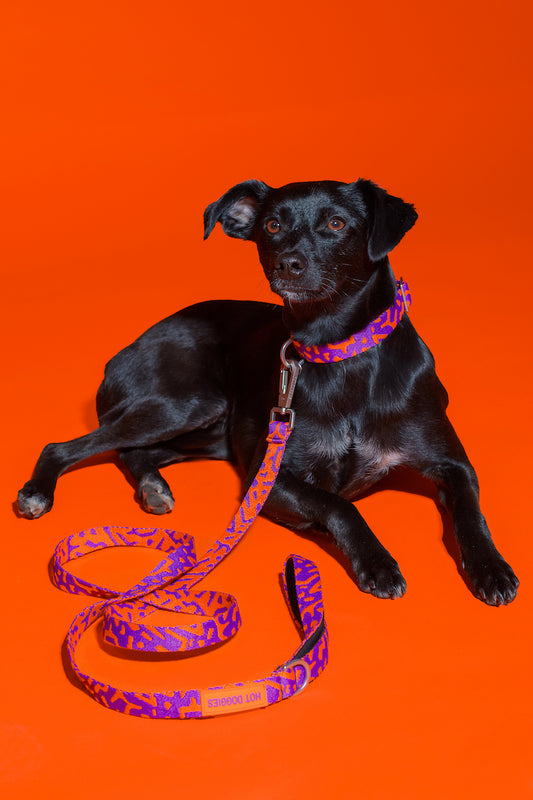 Hot Doggies Classic leash in purple and orange, eco-friendly soft woven polyester, 150cm with padded handle, designed for style and durability, made in the EU.