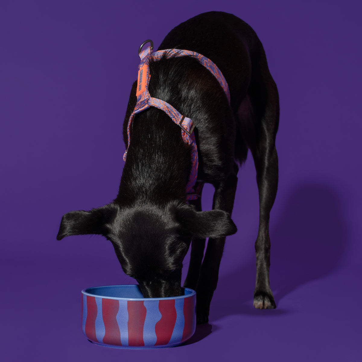 Hot Doggies Fusion Ceramic Bowl - full view with small dog eating from blue and red striped bowl - sturdy, dishwasher-safe design