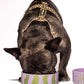 Small black dog eating from Hot Doggies Groove Stripes ceramic bowl with green and purple wobbly stripes, durable and dishwasher-safe, designed for small and medium dogs.