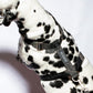 woven-black-logo-pattern-recycled-polyester-harness-detail-on-dog
