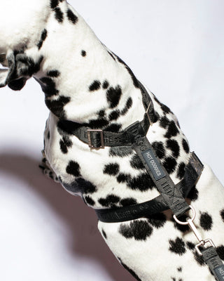 woven-black-logo-pattern-recycled-polyester-harness-detail-on-dog