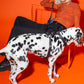 woven-black-logo-pattern-recycled-polyester-showing-side-of-harness-on-dog-and-model-sitting