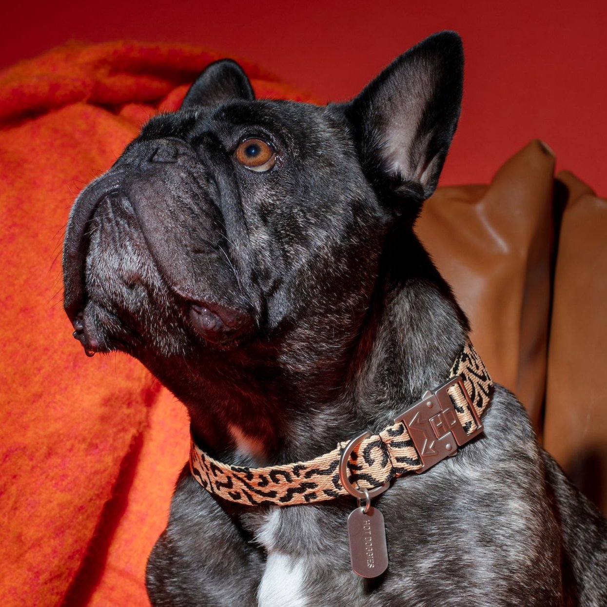 Coco Noir Dog Collar featuring a sleek black and beige design with elegant detailing, durable buckle, and personalized dog tag for added safety.
