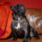 Dog wearing the Coco Noir Collar, featuring a refined black design with a stylish and comfortable fit.
