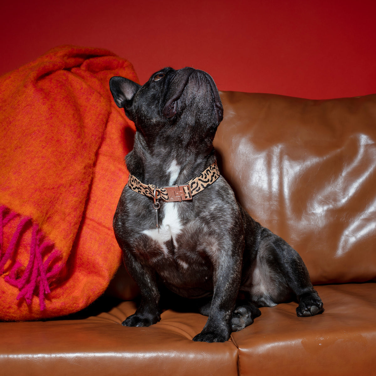 Dog wearing the Coco Noir Collar, featuring a refined black design with a stylish and comfortable fit.
