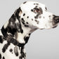 woven-collar-black-logo-pattern-recycled-polyester-on-a-dog-model