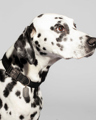 woven-collar-black-logo-pattern-recycled-polyester-on-a-dog-model