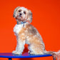 Dog wearing the Bobby Blue Dog Collar on a table, featuring a bold blue and lime color design, durable zinc alloy buckle, and personalized dog tag for added safety.

