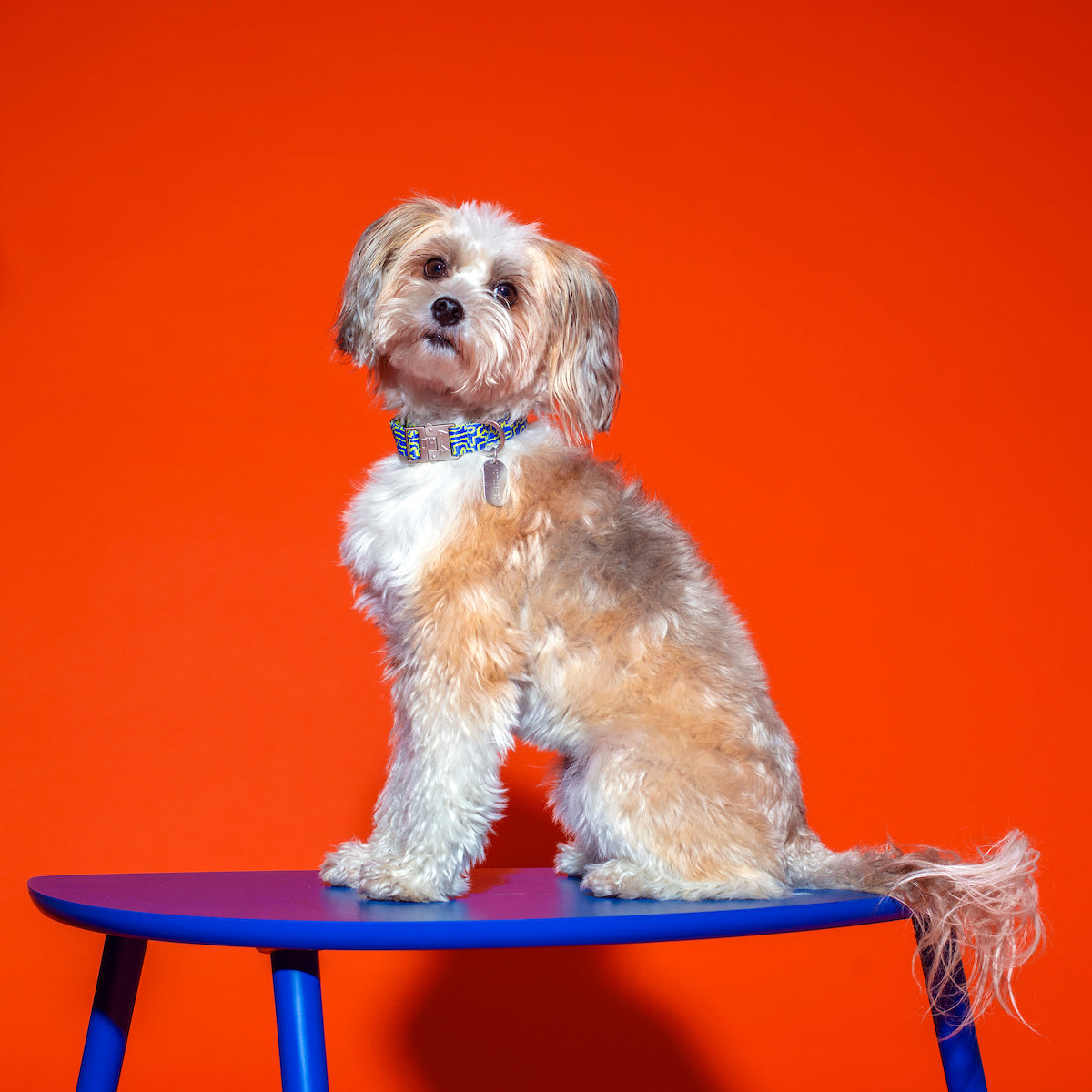 Dog wearing the Bobby Blue Dog Collar on a table, featuring a bold blue and lime color design, durable zinc alloy buckle, and personalized dog tag for added safety.

