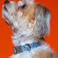 Collar Bobby Blue Dog Collar with bold blue and lime design , featuring a durable zinc alloy buckle and personalized dog tag.