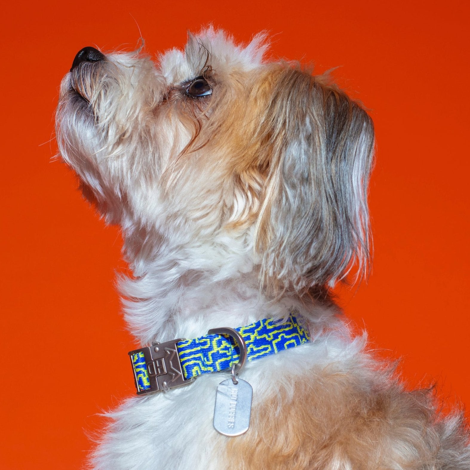 Hot Doggies Bobby Blue Dog Collar with bold blue and lime design, featuring a durable zinc alloy buckle and personalized dog tag.
