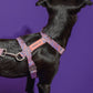 Close-up of a dog wearing the Lily Coral Doodle Pattern Harness, highlighting the intricate doodle design and adjustable straps.