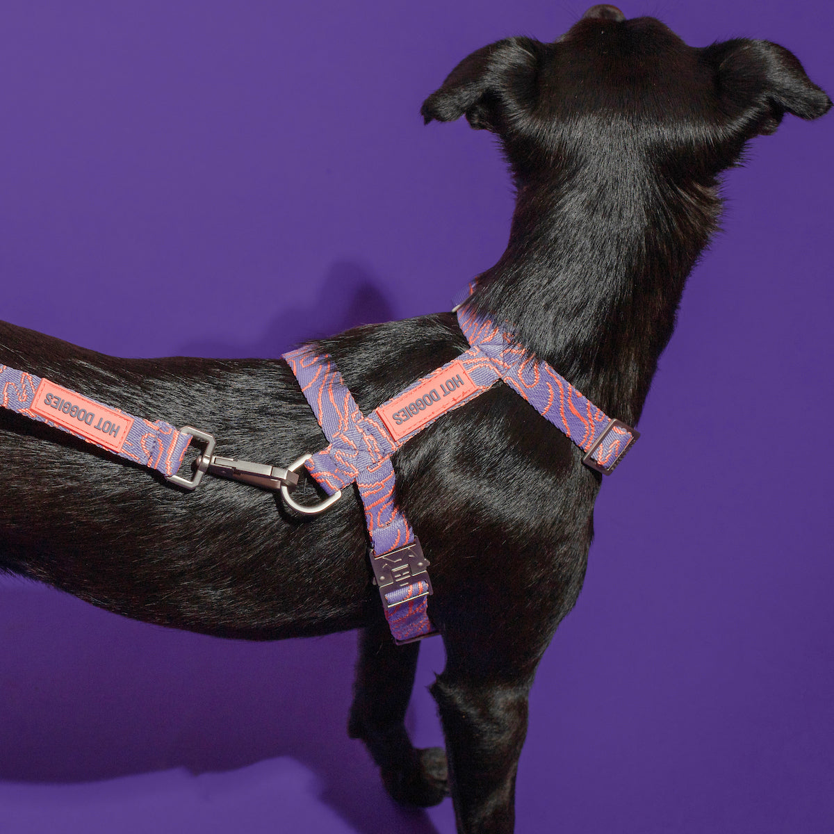 Close-up of a dog wearing the Lily Coral Doodle Pattern Harness, highlighting the intricate doodle design and adjustable straps.