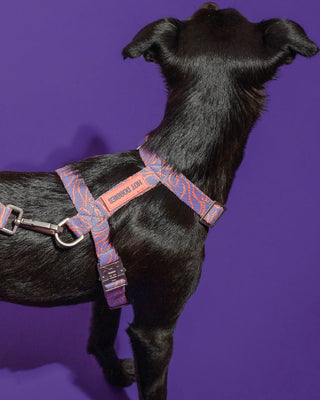 Close-up of a dog wearing the Lily Coral Doodle Pattern Harness, highlighting the intricate doodle design and adjustable straps.