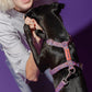 Dog wearing the Lily Coral Doodle Pattern Harness, demonstrating the soft material and secure fit in a fun coral design.