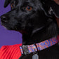 Dog wearing the Hot Doggies Collar Lily Coral with a coral and lilac fine-line pattern, featuring a durable zinc alloy buckle and personalized dog tag for safety. Comfortable and stylish for everyday wear.
