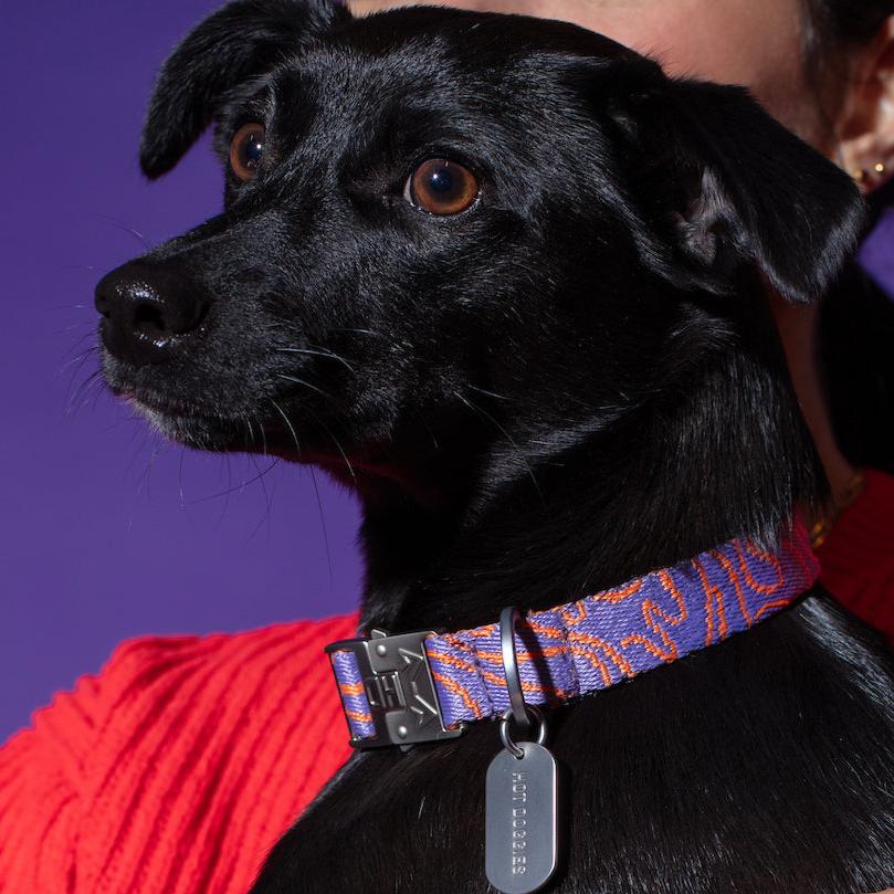 Dog wearing the Hot Doggies Classic Collar Lily Coral with a coral and lilac fine-line pattern, featuring a durable zinc alloy buckle and personalized dog tag for safety. Comfortable and stylish for everyday wear.
