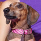 Roxy Wave Pink Pattern Dog Collar featuring a vibrant pink and white wave design, with a durable buckle and personalized dog tag.

