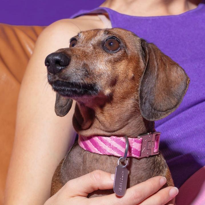 Roxy Wave Pink Pattern Dog Collar featuring a vibrant pink and white wave design, with a durable buckle and personalized dog tag.
