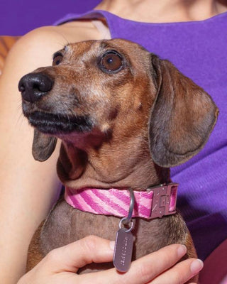 Roxy Wave Pink Pattern Dog Collar featuring a vibrant pink and white wave design, with a durable buckle and personalized dog tag.
