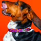 Poopy Sunrise Dog Collar featuring a vibrant purple and orange color combination with a sleek, durable buckle and personalized dog tag.
