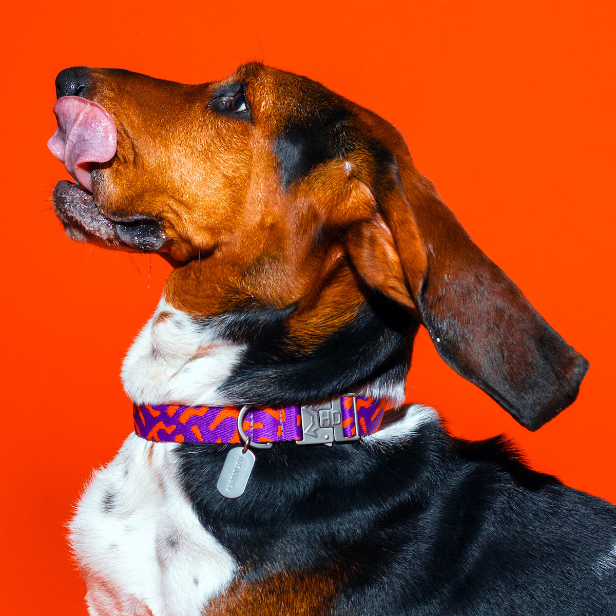 Poopy Sunrise Dog Collar featuring a vibrant purple and orange color combination with a sleek, durable buckle and personalized dog tag.
