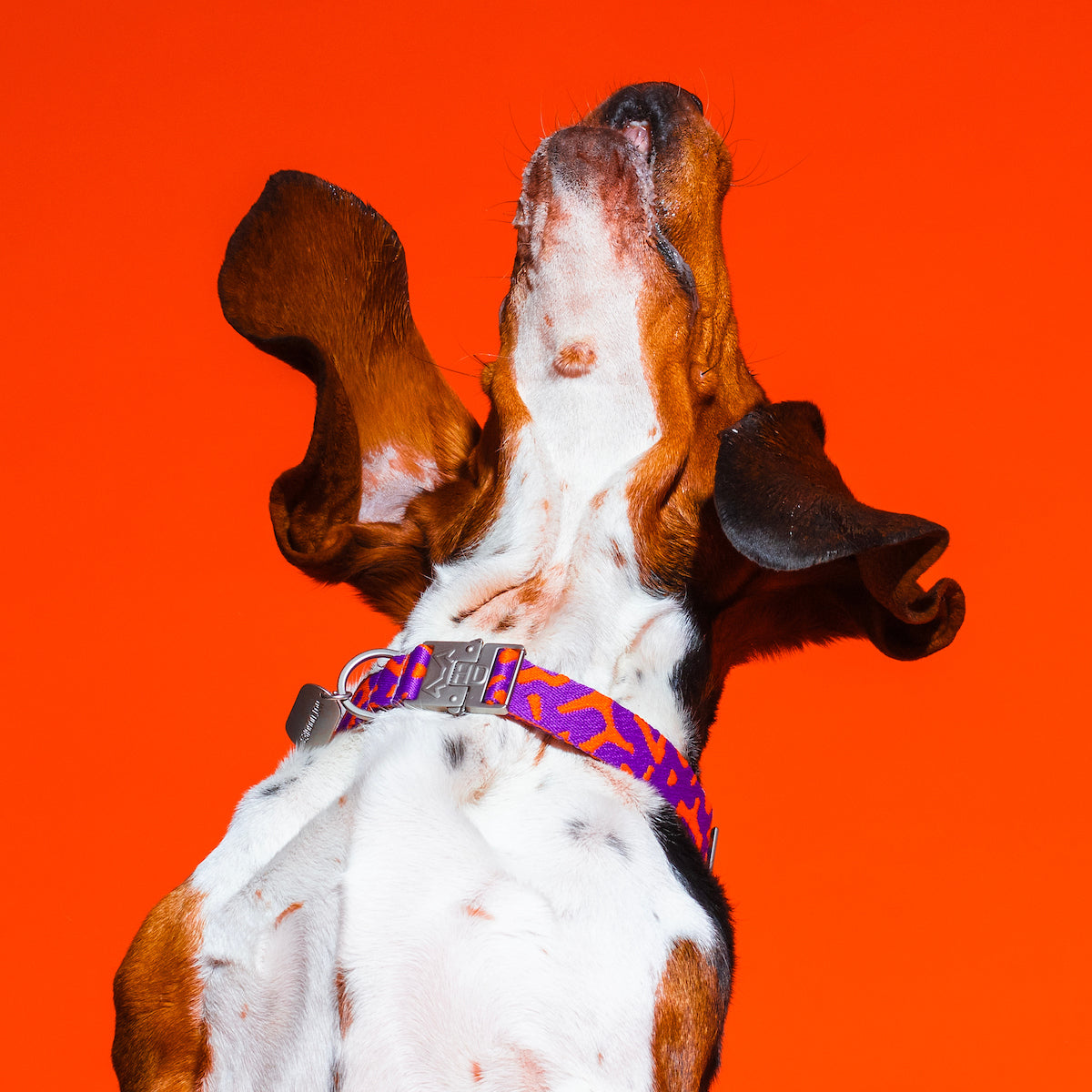 Dog wearing the Poopy Sunrise Collar, featuring a bold purple and orange design that makes a statement.
