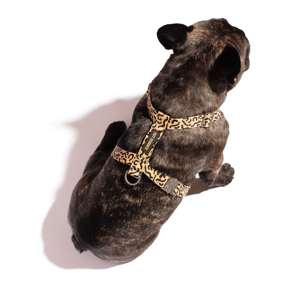 Dog wearing the Hot Doggies Coco Noir Harness, highlighting the perfect fit and elegant design.