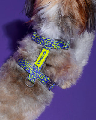Close-up of the blue and lime geometric pattern on the Hot Doggies bobby blue Harness, highlighting the vibrant design and premium material.
