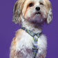 Dog model, the Hot Doggies bobby blue high quality Harness with a bright blue and lime geometric design.