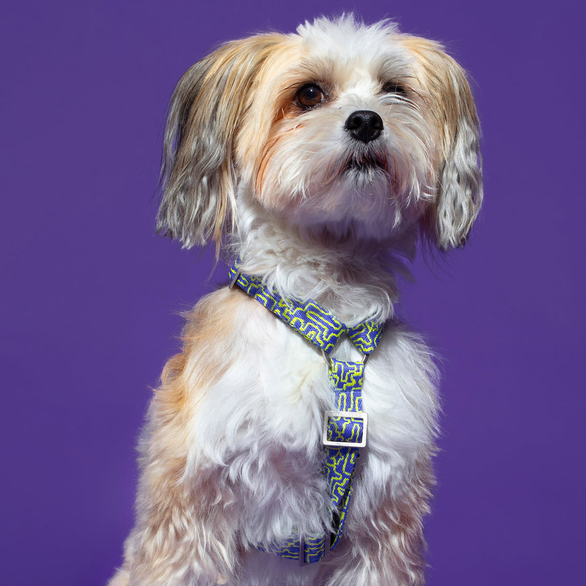 Dog modeling the Hot Doggies bobby blue Harness with a bright blue and lime geometric design,