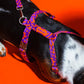 Dog wearing the Hot Doggies Coco Noir Harness, highlighting the ergonomic fit and bold purple and orange colors.