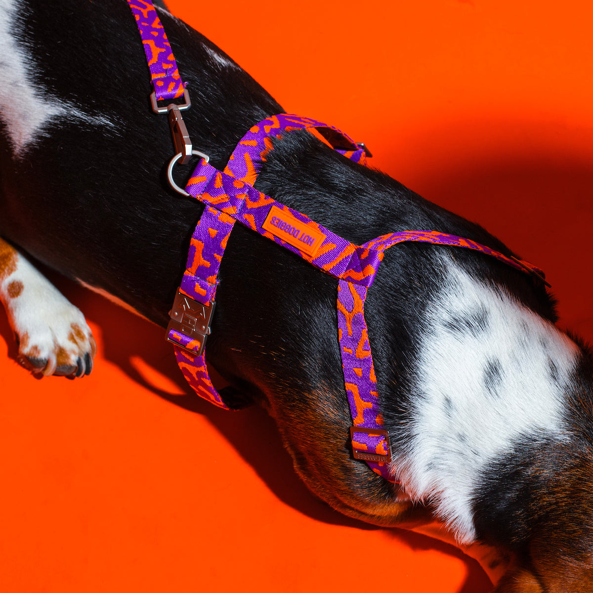 Dog wearing the Hot Doggies Coco Noir Harness, highlighting the ergonomic fit and bold purple and orange colors