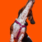 Active dog running with the Hot Doggies Coco Noir Harness in purple and orange, showcasing the comfort and style.