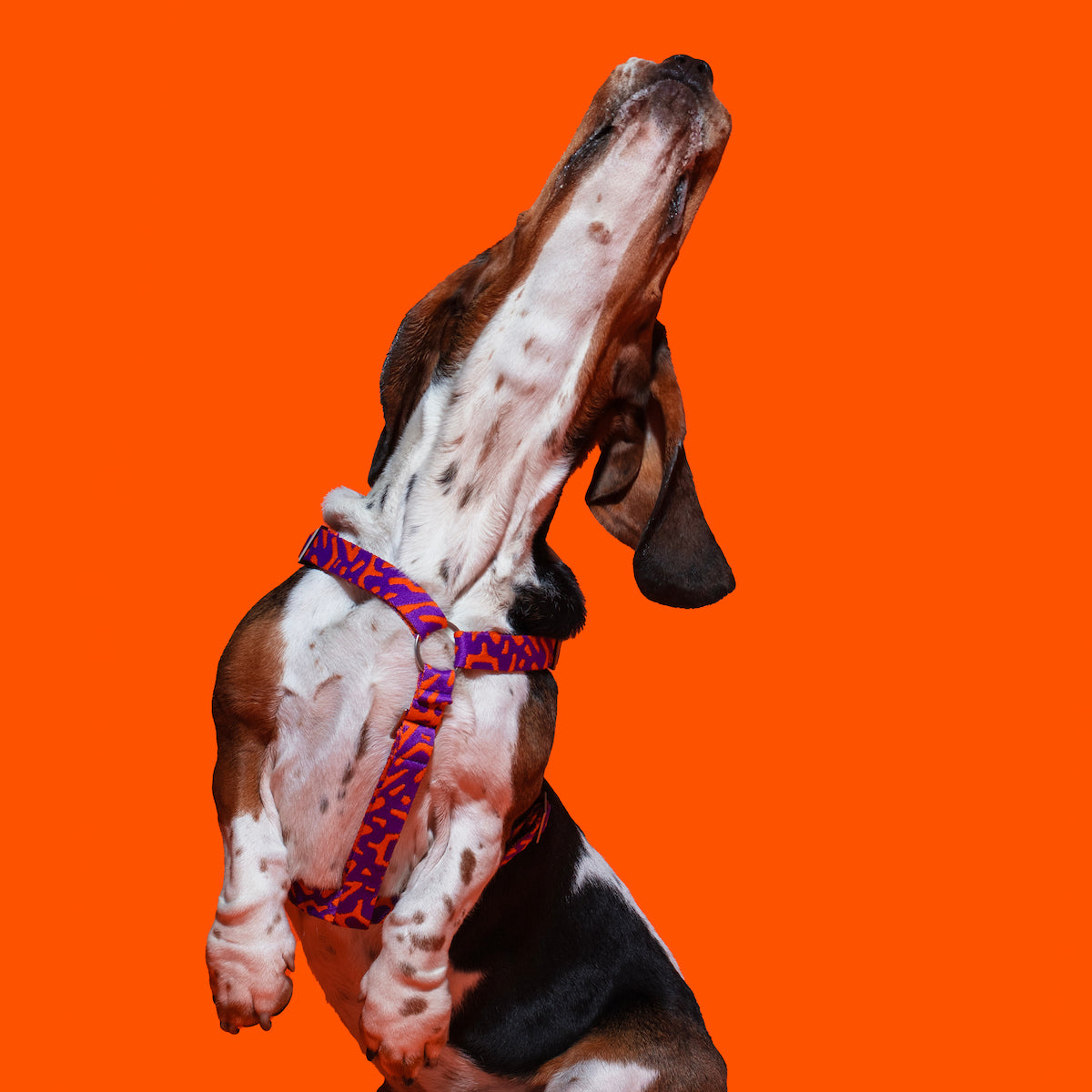 Active dog running with the Hot Doggies Coco Noir Harness in purple and orange, showcasing the comfort and style.