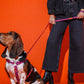 Women walking dog with the Hot Doggies Coco Noir Harness in purple and orange, showcasing its comfort and stylish design.