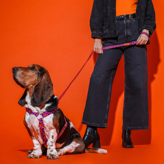 women walking dog  with the Hot Doggies Coco Noir Harness in purple and orange, showcasing its comfort and stylish design.