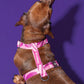 Model dog wearing the Roxy Pink Harness with a pink wave pattern, walking outdoors in style.
