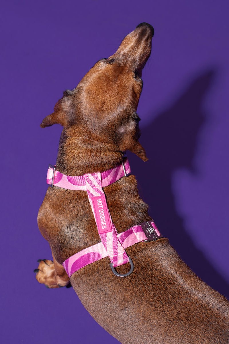 Model dog wearing the Roxy Pink Harness with a pink wave pattern, walking outdoors in style.