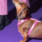 Side view of a dog wearing the Roxy Pink Harness in pink wave design, showcasing the adjustable straps and comfortable fit.