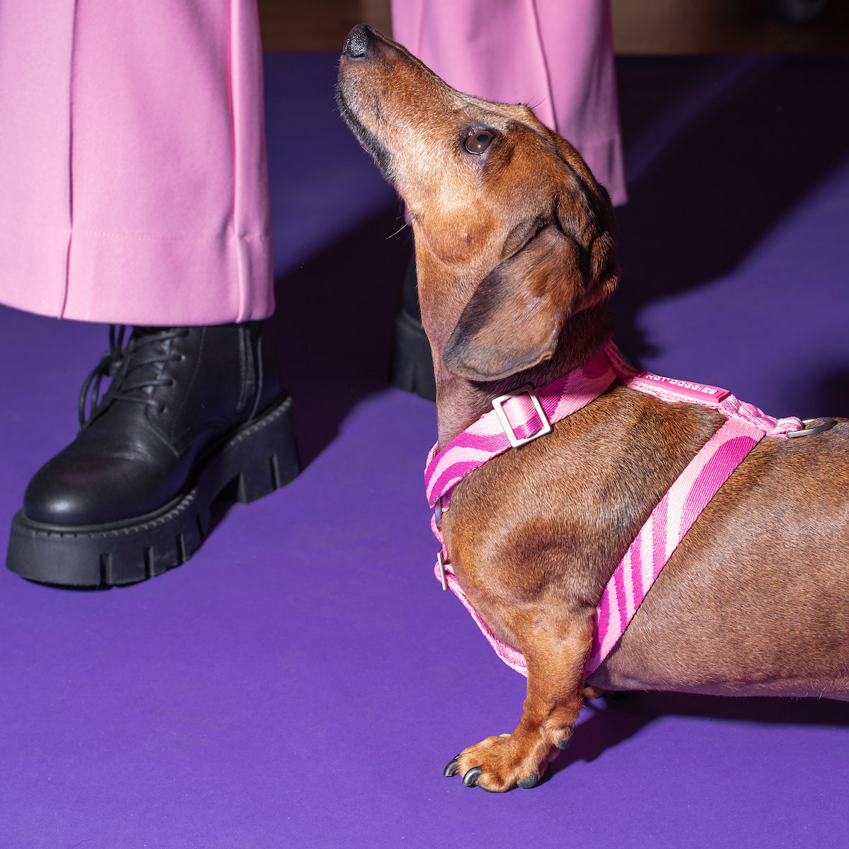 Side view of a dog wearing the Roxy Pink Harness in pink wave design, showcasing the adjustable straps and comfortable fit."